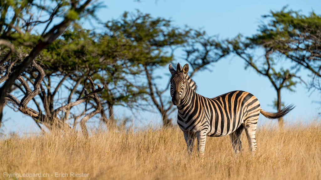 Burchell-Zebra (Equus quagga burchelli - Burchells zebra) Burchell-Zebra (Equus quagga burchelli - Burchells zebra)