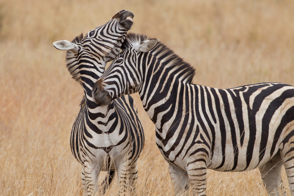 shutterstock_248020525