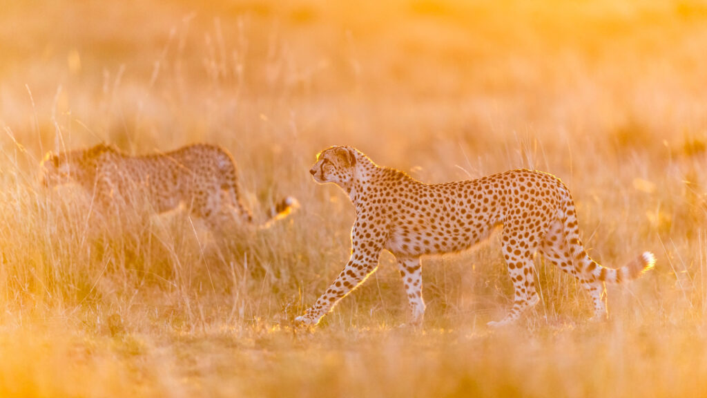 Golden Patrol
Location: Mara Triangle, Kenya
East African is well known for it's density of Cheetah (Acinonyx jubatus) and during a safari in 2013 we spent the entire week following round a coalition of three brothers. After having spent almost the entire day with them they finally got up to patrol their territory, something we saw them do almost every evening. The rise of the grassy landscape combined with the setting African sun made for an incredible golden glow through which the fastest of all mammals walked with the sleek grace it personfies. Spending time and photographic animals that are listed as Vulnerable is always an incredible privilege.
Nikon D800, Nikkor 600mm lens, 1/1000 f/4, ISO 2500