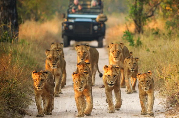 singita-boulders-lodge-lion-pride-game-vehicle singita-boulders-lodge-lion-pride-game-vehicle